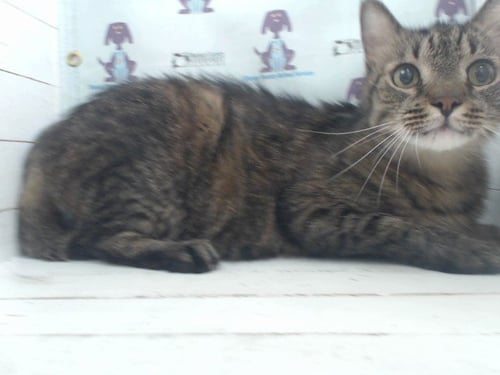 DEXTER - Domestic Medium Hair available for adoption