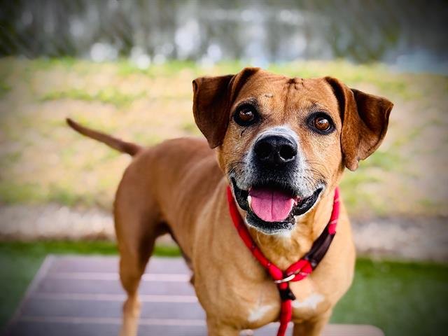 *EDWARD - Black Mouth Cur for adoption in Orlando