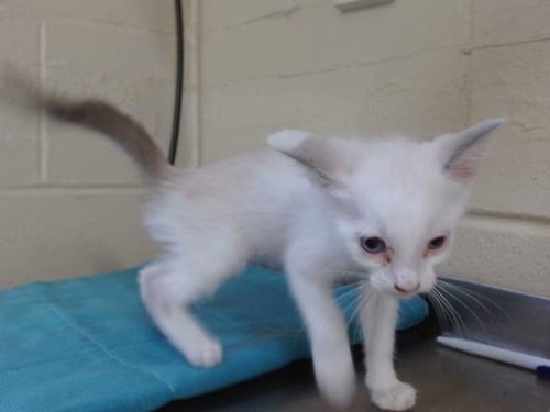 *ARAMIS - Domestic Short Hair available for adoption