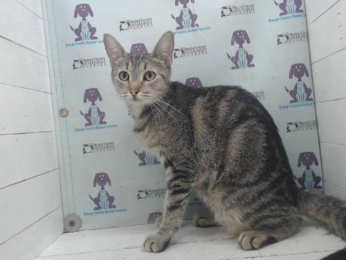 MISS KITTY - Domestic Short Hair available for adoption
