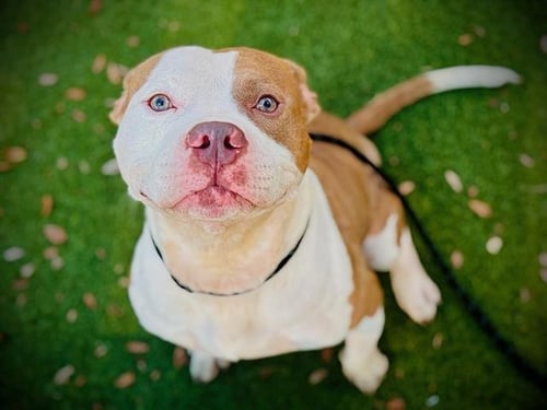 *KAI - Pit Bull Terrier available for adoption