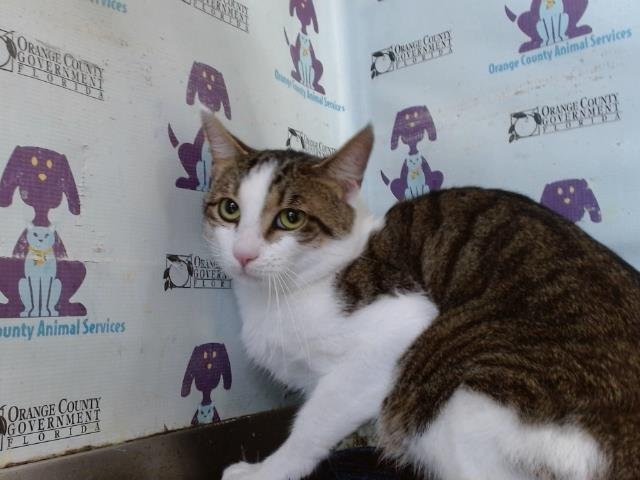 MILO - Domestic Short Hair available for adoption