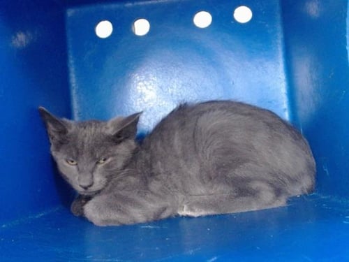 A605025 - Domestic Short Hair available for adoption