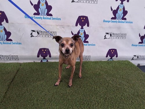 JAX - Chihuahua available for adoption