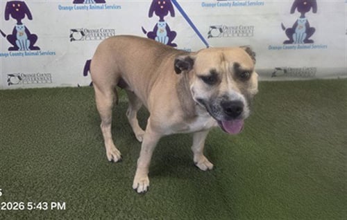 MIRACLE - Pit Bull Terrier available for adoption