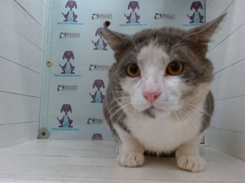 BOO - Domestic Short Hair available for adoption