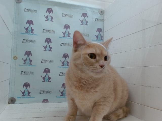 SAGE - Domestic Short Hair available for adoption