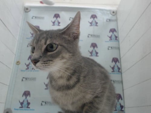 MISSY - Domestic Short Hair available for adoption