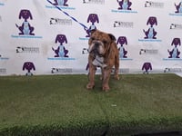 BOWSER - Photo 1