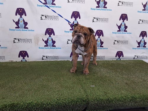 BOWSER - English Bulldog available for adoption