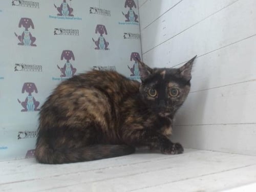 COFFEE - Domestic Short Hair available for adoption