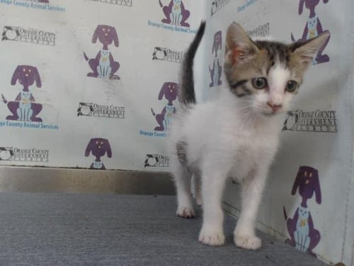 *IVEY - Domestic Short Hair available for adoption