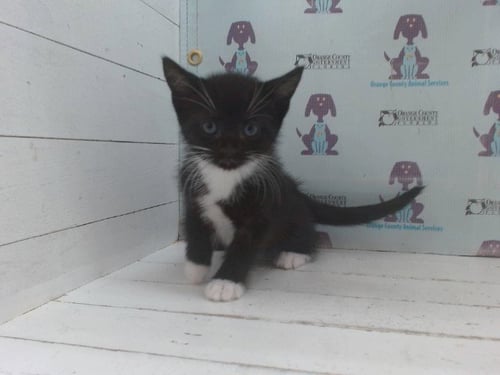 *TAURUS - Domestic Short Hair available for adoption