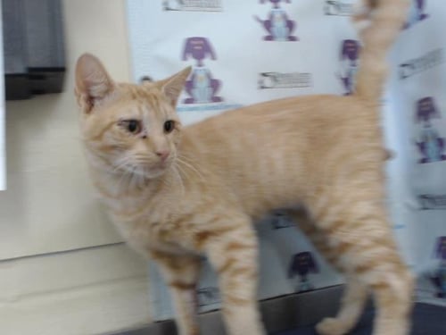 A605683 - Domestic Short Hair available for adoption