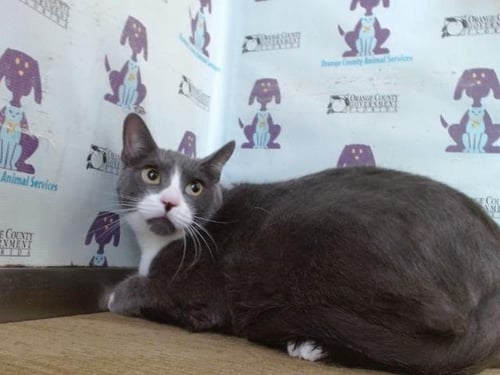 LERENE - Domestic Short Hair available for adoption