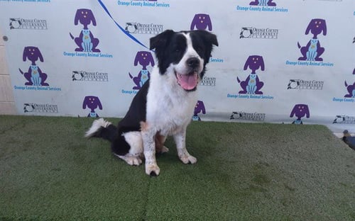 OLIVER - Saint Bernard available for adoption