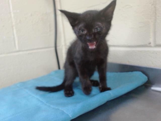 *FEROCITY Image