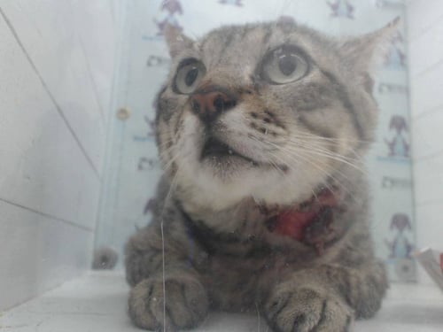 *MORTON - Domestic Short Hair available for adoption