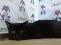 SHADOW - Photo 1