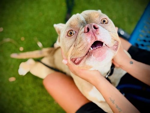 DOS - Pit Bull Terrier available for adoption