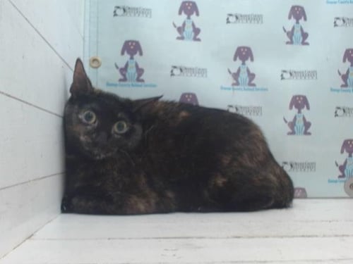 A596003 - Domestic Short Hair available for adoption
