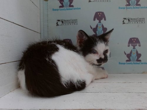 *CHADWICK - Domestic Long Hair available for adoption