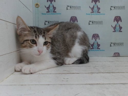 DERBY - Domestic Short Hair available for adoption