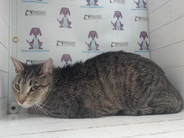 LEONARD Image