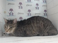 LEONARD - Photo 1