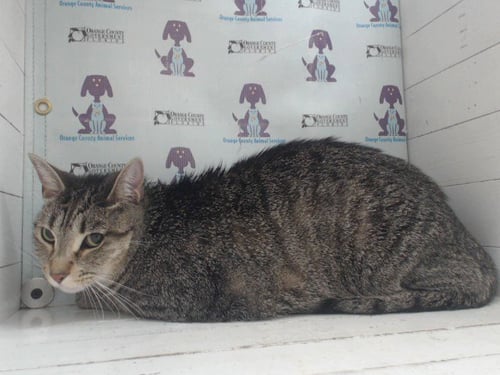 LEONARD - Domestic Short Hair available for adoption