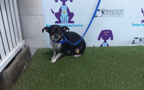 A605149 - Chihuahua available for adoption