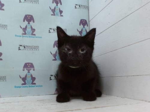 *BLOOP - Domestic Short Hair available for adoption