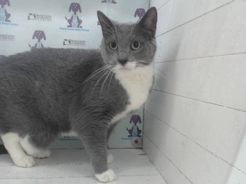 STORM - Domestic Short Hair available for adoption