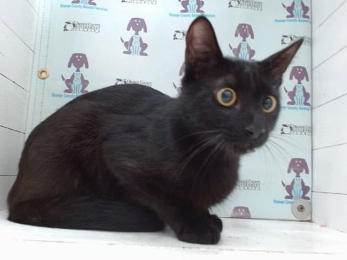 INDY - Domestic Short Hair available for adoption