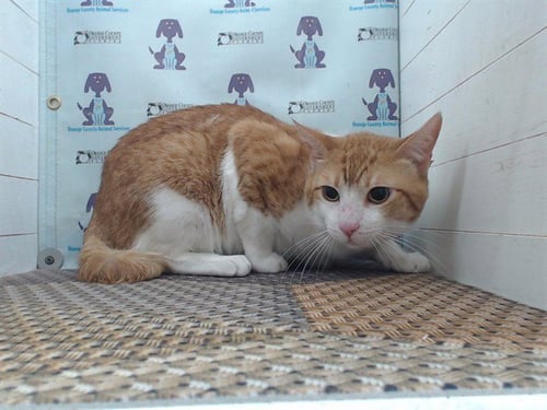 SONIC - Domestic Short Hair for adoption in Orlando