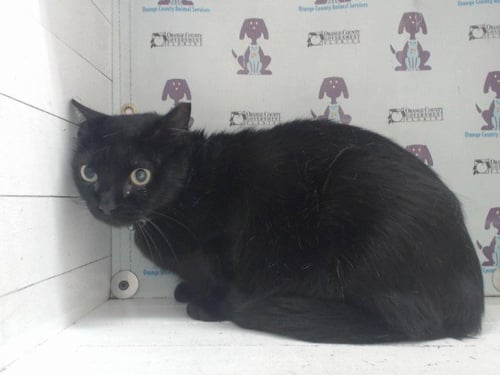 *SABRINA - Domestic Short Hair available for adoption