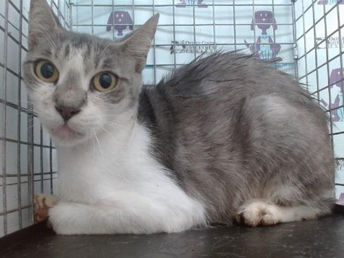 *BONDGIRL - Domestic Short Hair available for adoption