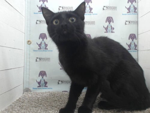 A599672 - Domestic Short Hair available for adoption
