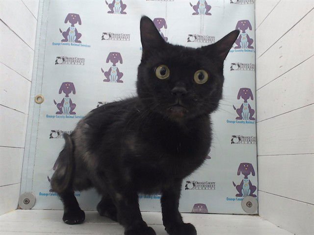 WANDA - Domestic Short Hair available for adoption