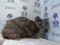 MEESHU - Photo 1