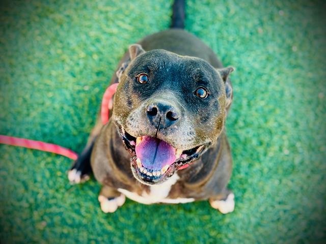 PREST - Staffordshire Bull Terrier for adoption in Orlando