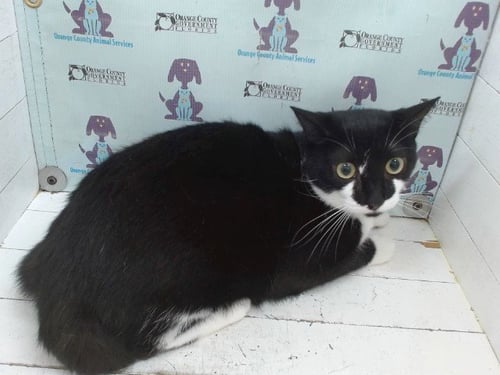 HALLOW - Domestic Short Hair for adoption in Orlando