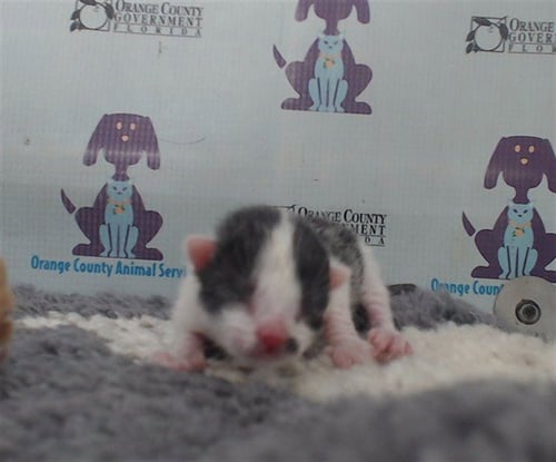 *DEWEY - Domestic Short Hair available for adoption