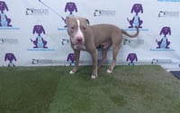 *LENNOX - Photo 1
