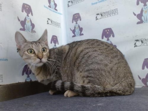 *JELLY BEAN - Domestic Short Hair available for adoption