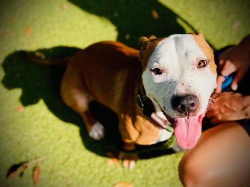 RIP - Pit Bull Terrier available for adoption