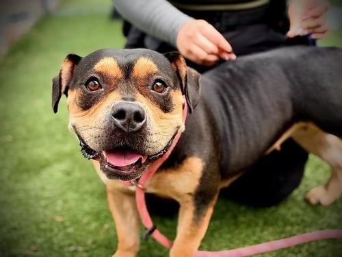 *SUSAN - Pit Bull Terrier available for adoption