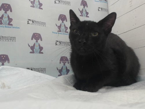 *COVEN - Domestic Short Hair available for adoption