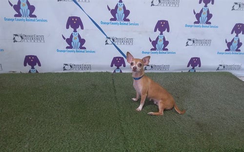 CONNIE - Chihuahua available for adoption