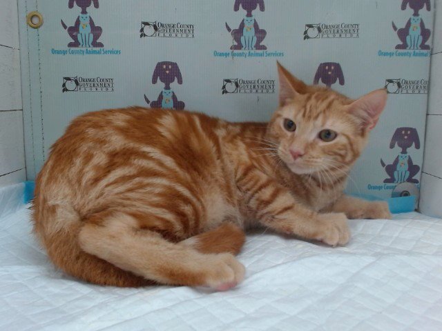 TIGGER Image
